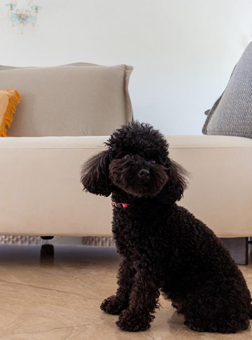 Un caniche noir assis dans un salon douillet, dégageant sérénité et chaleur.